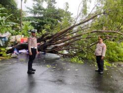 Sigap, Personel Polsek Ciputat dan Sat Lantas Polres Tangsel Evakuasi Pohon Tumbang di Ciputat