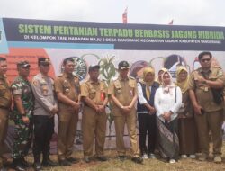 Panen Jagung Di Lapangan Jabon Desa Dangdang, Cisauk Dihadiri Pj. Bupati Kab. Tangerang