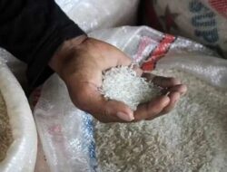 Produksi Bakal Melimpah Setelah Panen Raya, Pemerintah Jamin Harga Beras Turun