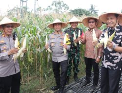 Panen Raya Jagung Serentak Kuartal III di Kota Tangerang: Wujud Komitmen Polri Dukung Ketahanan Pangan Nasional