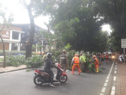 Puluhan Pohon di Jalan Bina Marga Cipayung Dipangkas, Warga Apresiasi Respons Pemkot Jaktim