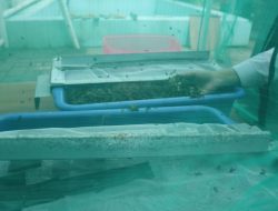 Rutan Kelas I Tangerang Kembangkan Budidaya Maggot Dukung Program Kemandirian Pangan