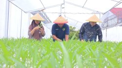 Warga Binaan Lapas Kelas I Tangerang Belajar Hidroponik, Budidaya Kangkung Jadi Bekal Usai Bebas