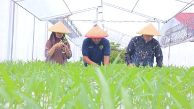 Warga Binaan Lapas Kelas I Tangerang Belajar Hidroponik, Budidaya Kangkung Jadi Bekal Usai Bebas