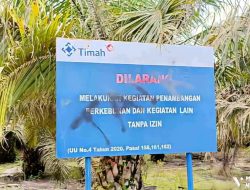 Loku Cs Kuasai Lahan Sawit di IUP PT Timah Diduga Kebal Hukum, Hanya ‘Calo’ Dijadikan Tersangka