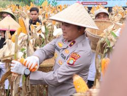 Polda Metro Panen Jagung di Cisauk, Dukung Program Ketahanan Pangan Prabowo