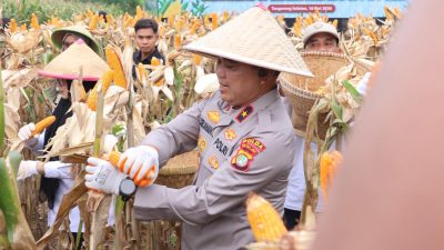 Polda Metro Panen Jagung di Cisauk, Dukung Program Ketahanan Pangan Prabowo