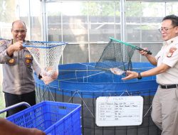 Panen Parsial Ke-3, Greenhouse Palmerah Jakarta Barat Hasilkan Ratusan Kilogram Ikan Nila Merah