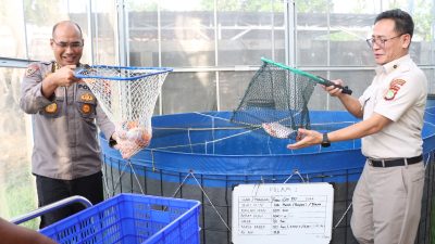 Panen Parsial Ke-3, Greenhouse Palmerah Jakarta Barat Hasilkan Ratusan Kilogram Ikan Nila Merah