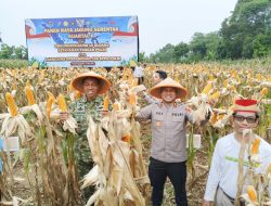 Kapolres Tangsel Hadiri Panen Jagung Polda Metro di Cisauk