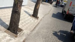 AMI Pertanyakan Pemotongan Dua Pohon di Jalan Menceng Raya, Soroti Rekomtek dan Status Kepemilikan